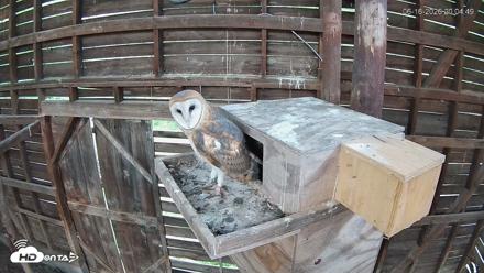 North Carolina Barn Owls Live Cam - Jun 16, 2026, 8:05pm EDT