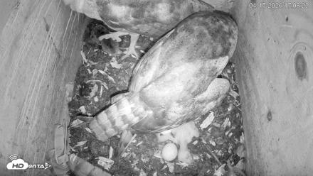 North Carolina Barn Owls Live Cam - Apr 17, 2026, 5:09pm EDT