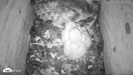 North Carolina Barn Owls Live Cam - Apr 28, 2026, 6:21am EDT