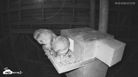 North Carolina Barn Owls Live Cam - Jun 25, 2026, 10:34pm EDT