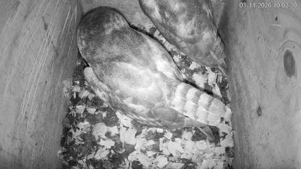 North Carolina Barn Owls Live Cam - Mar 11, 2026, 10:03am EDT