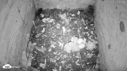 North Carolina Barn Owls Live Cam - Apr 17, 2026, 9:04pm EDT