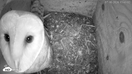 North Carolina Barn Owls Live Cam - Jul 16, 2026, 1:41pm EDT