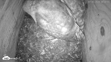 North Carolina Barn Owls Live Cam - Jul 3, 2026, 7:01pm EDT
