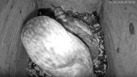 North Carolina Barn Owls Live Cam - Mar 26, 2026, 8:59am EDT