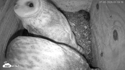 North Carolina Barn Owls Live Cam - Jul 5, 2026, 1:20am EDT