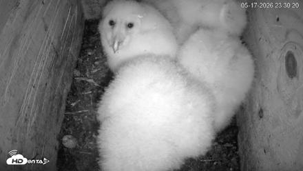 North Carolina Barn Owls Live Cam - May 17, 2026, 11:30pm EDT