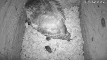 North Carolina Barn Owls Live Cam - Jan 5, 2026, 6:06am EST