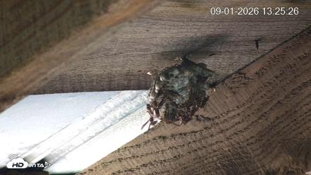 North Carolina Barn Owls Live Cam - Sep 1, 2026, 1:26pm EDT