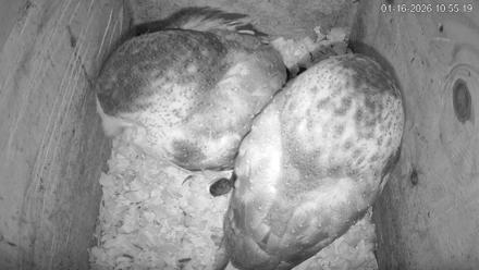 North Carolina Barn Owls Live Cam - Jan 16, 2026, 10:56am EST