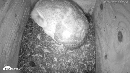 North Carolina Barn Owls Live Cam - Jun 24, 2026, 11:56pm EDT