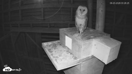 North Carolina Barn Owls Live Cam - Jun 20, 2026, 12:27am EDT