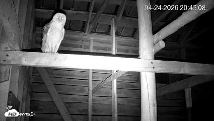 North Carolina Barn Owls Live Cam - Apr 24, 2026, 8:43pm EDT