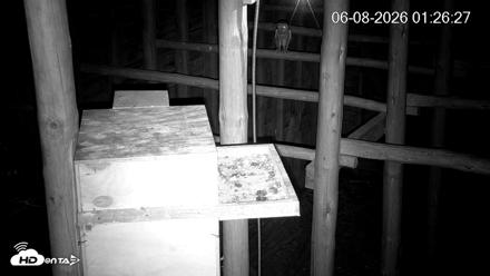 North Carolina Barn Owls Live Cam - Jun 8, 2026, 1:27am EDT