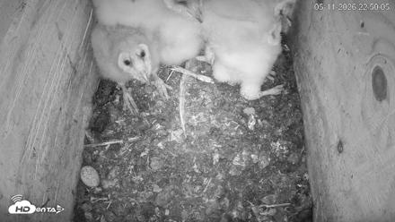 North Carolina Barn Owls Live Cam - May 11, 2026, 10:51pm EDT
