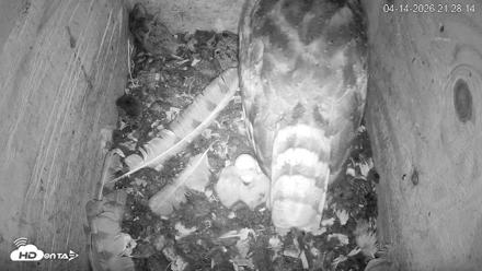 North Carolina Barn Owls Live Cam - Apr 14, 2026, 9:28pm EDT
