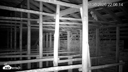 North Carolina Barn Owls Live Cam - Jul 30, 2026, 10:07pm EDT
