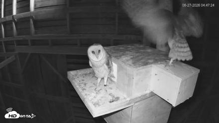 North Carolina Barn Owls Live Cam - Jun 27, 2026, 4:48am EDT