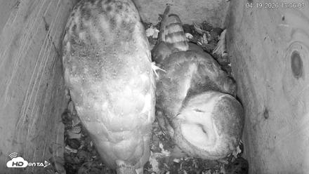 North Carolina Barn Owls Live Cam - Apr 19, 2026, 1:36pm EDT