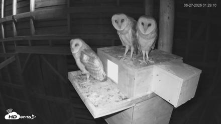 North Carolina Barn Owls Live Cam - Jun 27, 2026, 1:29am EDT
