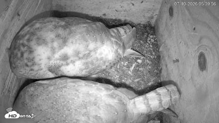 North Carolina Barn Owls Live Cam - Jul 10, 2026, 5:41am EDT