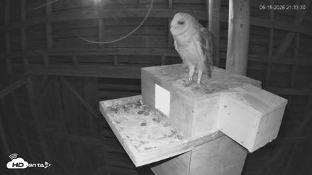 North Carolina Barn Owls Live Cam - Jun 15, 2026, 9:34pm EDT