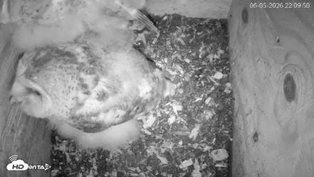 North Carolina Barn Owls Live Cam - Jun 5, 2026, 10:11pm EDT