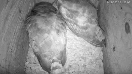 North Carolina Barn Owls Live Cam - Dec 19, 2025, 11:58am EST