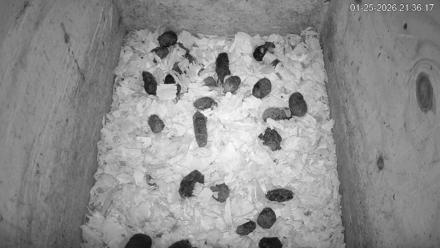 North Carolina Barn Owls Live Cam - Jan 25, 2026, 9:36pm EST
