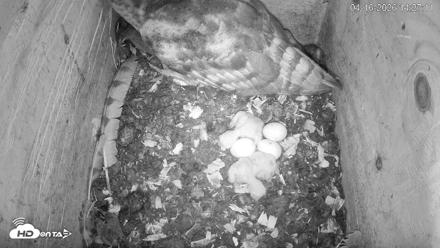 North Carolina Barn Owls Live Cam - Apr 16, 2026, 2:29pm EDT