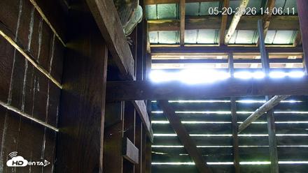 North Carolina Barn Owls Live Cam - May 20, 2026, 2:07pm EDT