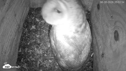 North Carolina Barn Owls Live Cam - Jun 20, 2026, 8:03pm EDT