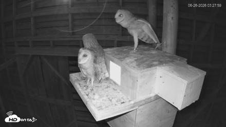 North Carolina Barn Owls Live Cam - Jun 26, 2026, 3:28am EDT