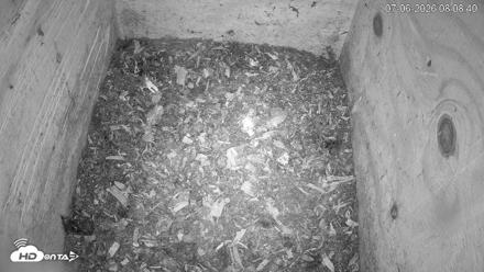 North Carolina Barn Owls Live Cam - Jul 6, 2026, 8:09am EDT
