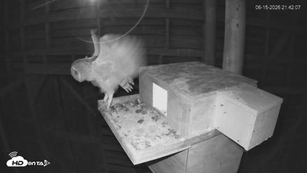North Carolina Barn Owls Live Cam - Jun 15, 2026, 9:42pm EDT