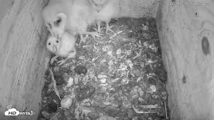 North Carolina Barn Owls Live Cam - May 8, 2026, 4:52pm EDT