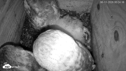 North Carolina Barn Owls Live Cam - Jun 11, 2026, 12:27am EDT