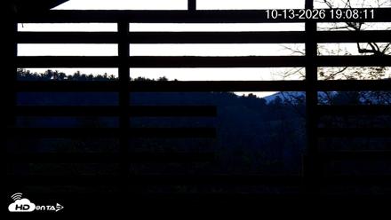 North Carolina Barn Owls Live Cam - Oct 13, 2026, 7:08pm EDT
