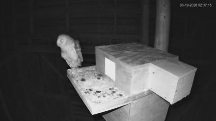 North Carolina Barn Owls Live Cam - Mar 19, 2026, 2:37am EDT