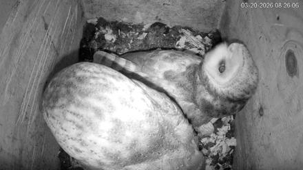 North Carolina Barn Owls Live Cam - Mar 20, 2026, 8:26am EDT