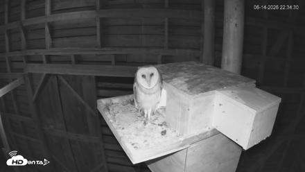 North Carolina Barn Owls Live Cam - Jun 14, 2026, 10:45pm EDT