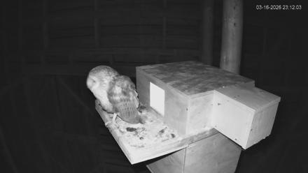 North Carolina Barn Owls Live Cam - Mar 16, 2026, 11:12pm EDT