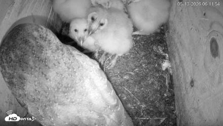 North Carolina Barn Owls Live Cam - May 13, 2026, 6:12am EDT