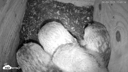 North Carolina Barn Owls Live Cam - Jun 9, 2026, 3:50pm EDT