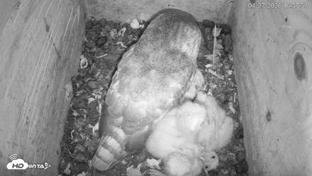 North Carolina Barn Owls Live Cam - Apr 27, 2026, 4:58pm EDT