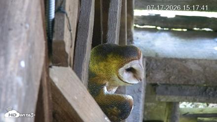 North Carolina Barn Owls Live Cam - Jul 17, 2026, 3:20pm EDT