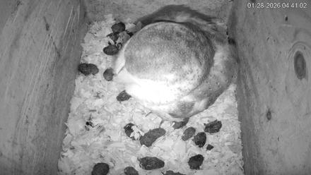 North Carolina Barn Owls Live Cam - Jan 28, 2026, 4:41am EST