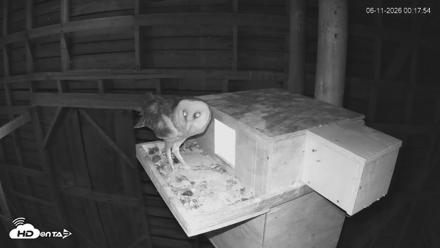 North Carolina Barn Owls Live Cam - Jun 11, 2026, 12:20am EDT
