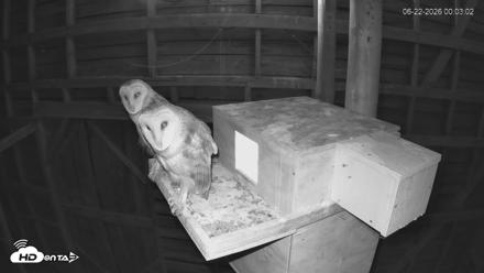 North Carolina Barn Owls Live Cam - Jun 22, 2026, 12:03am EDT