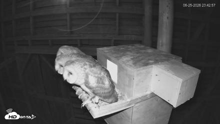 North Carolina Barn Owls Live Cam - Jun 25, 2026, 11:43pm EDT
